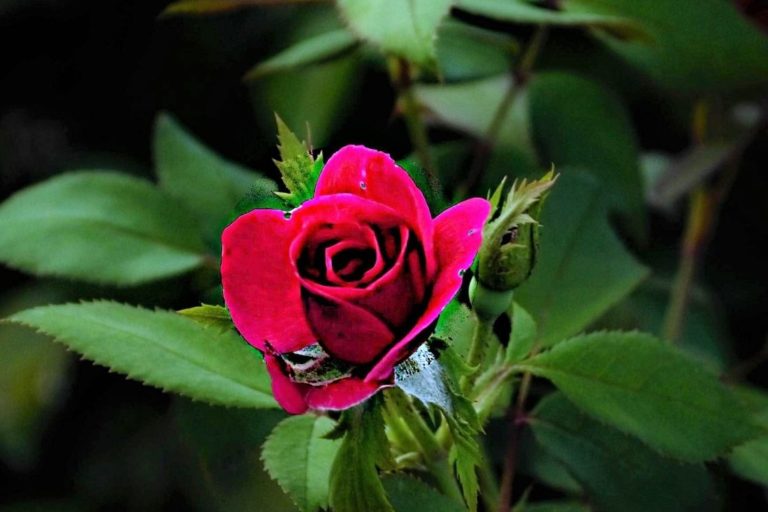 How to make Lovely, Silica Gel Preserved Roses in a Shadow Box