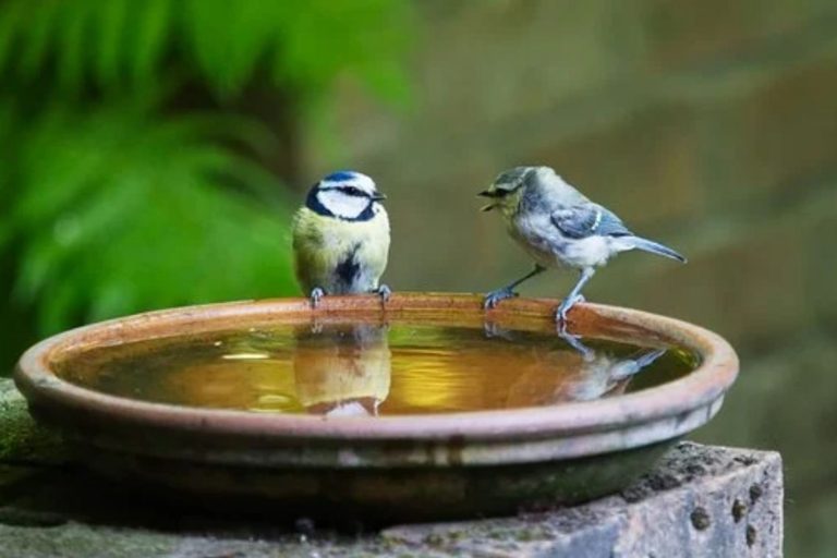 Solar Fountain with Panel Water Pump for Bird Bath