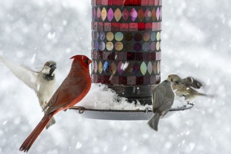 Bird Feeder Solar Energy  and Garden Light