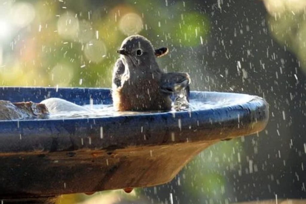 Solar Light  Bird Bath Warm Glow for Sunny Garden