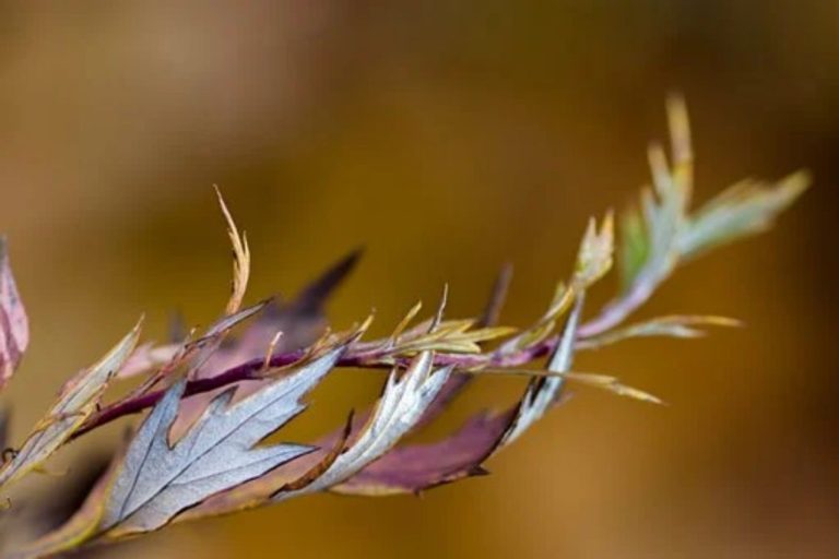 Solar Colored Leaves on Branches Easy Stakes Décor