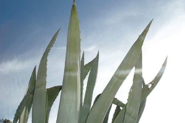 Agave Tequila Hand-painted Sculptures Solar Light